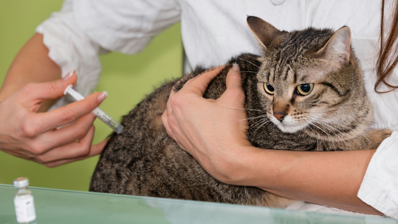 Вакцинація кота