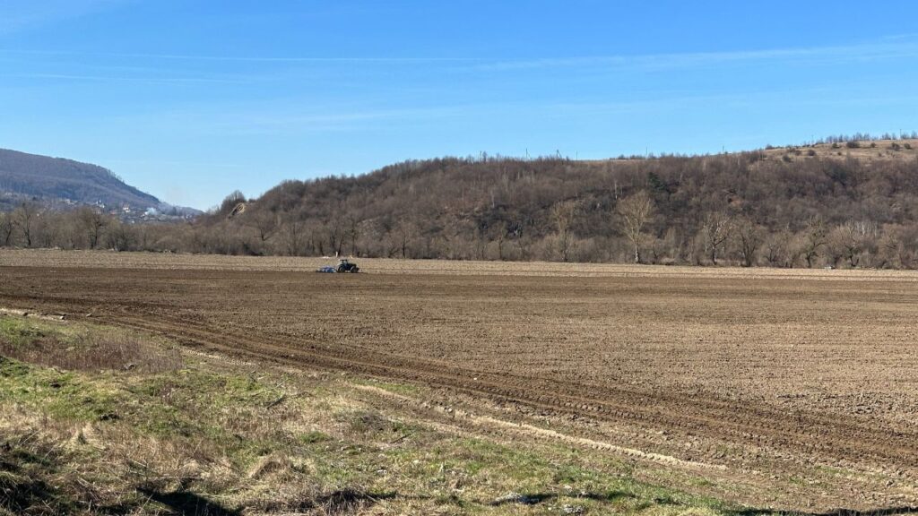 Виоране поле у Сваляві