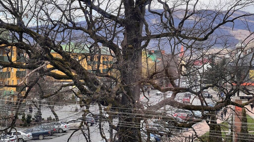 Дуб у Сваляві