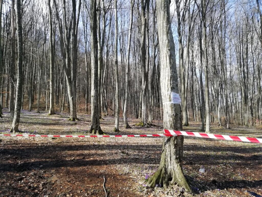 Дерева і крокуси