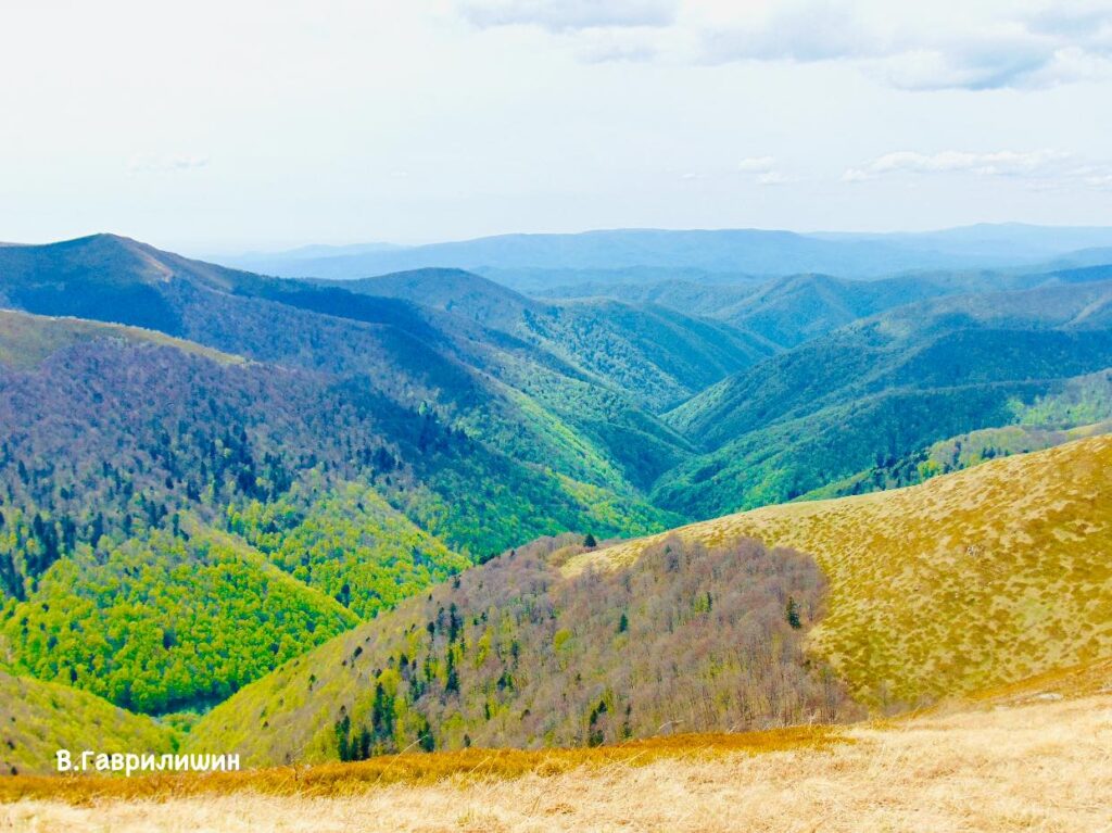 Карпатські ліси