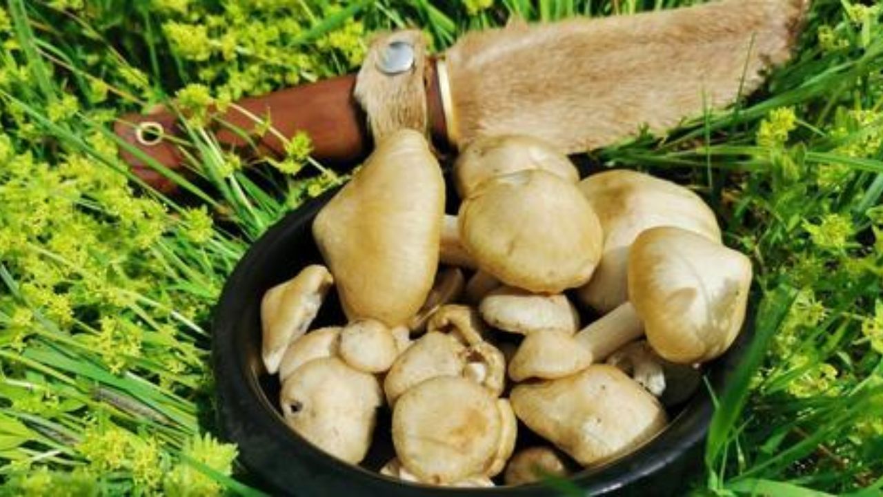Рядовка приготування