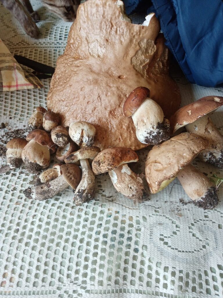 Боровики і підберезники