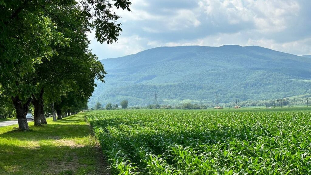 Кукурудза на полі