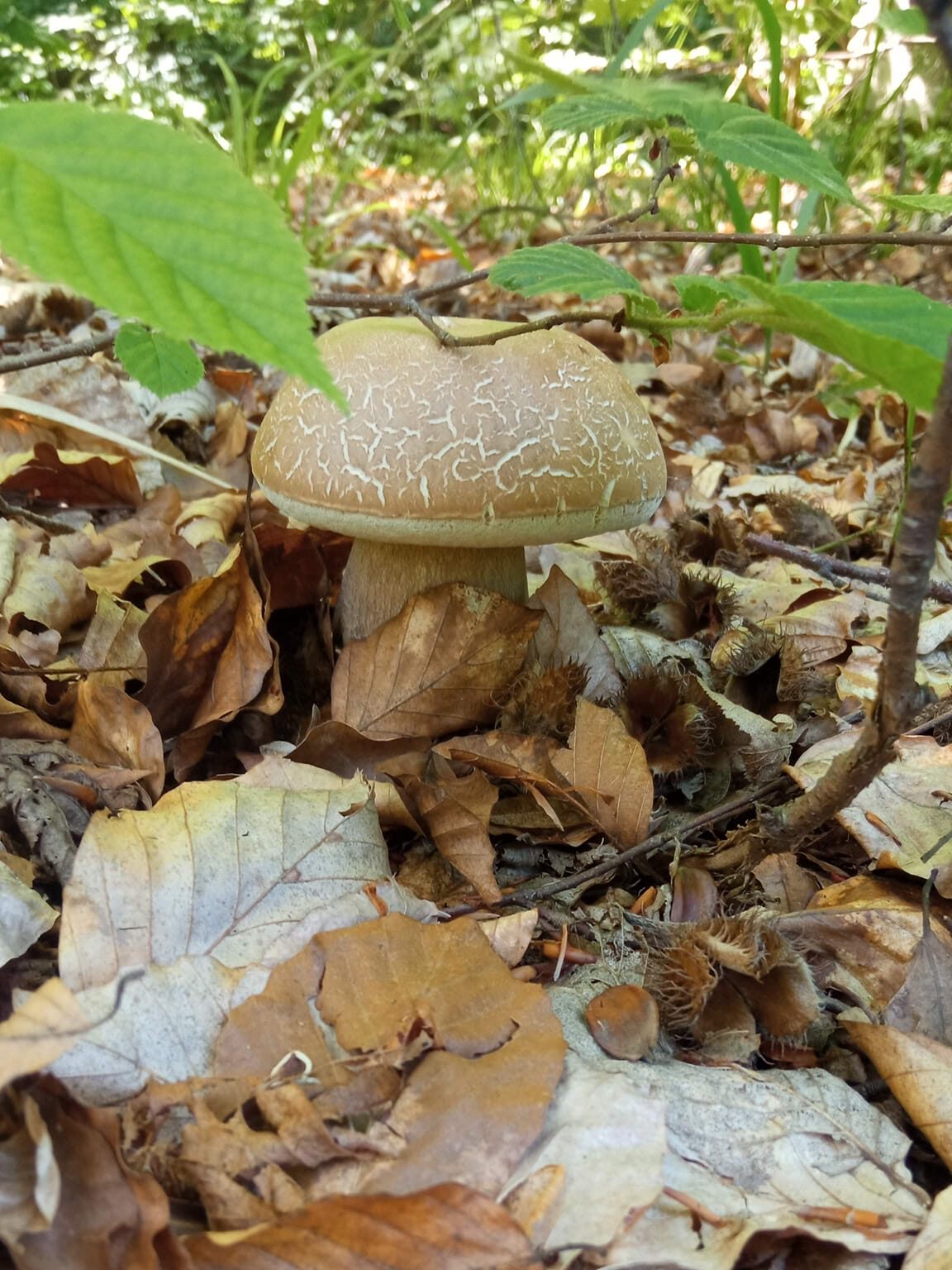 Боровик