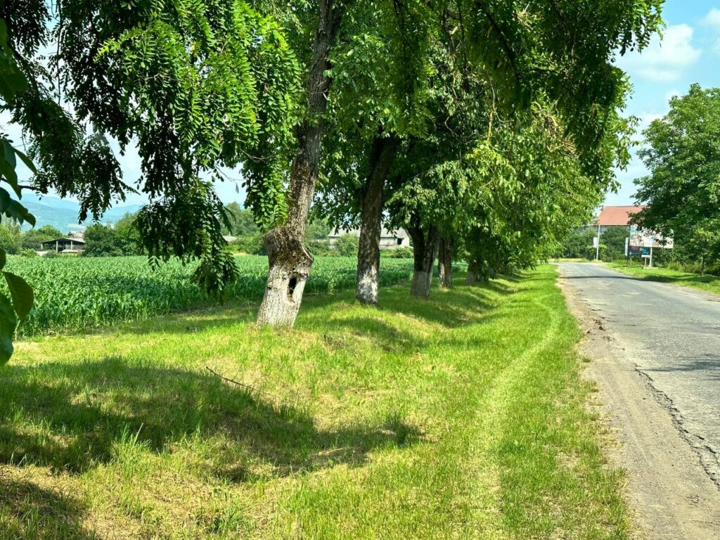 Узбіччя Сваляви