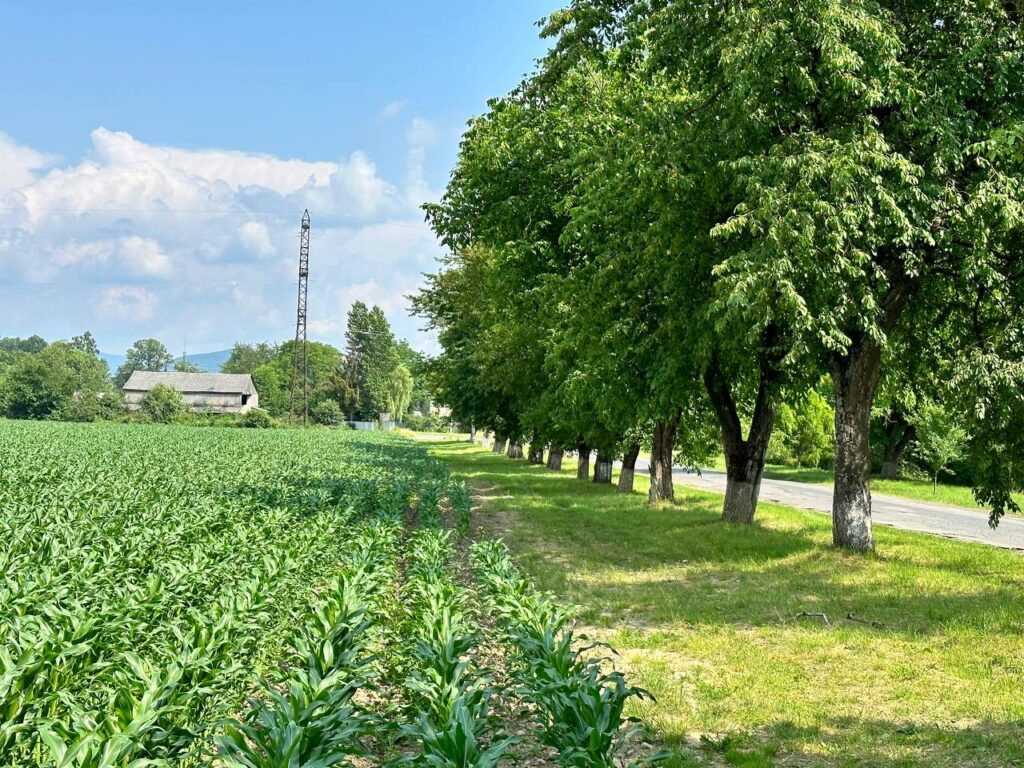 Кукурудза на полі