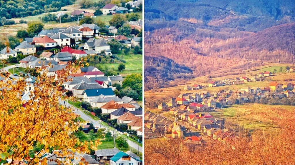 Черник осінній
