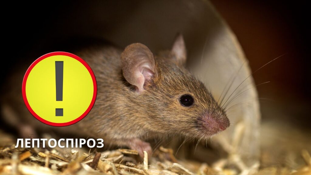 Лептоспіроз