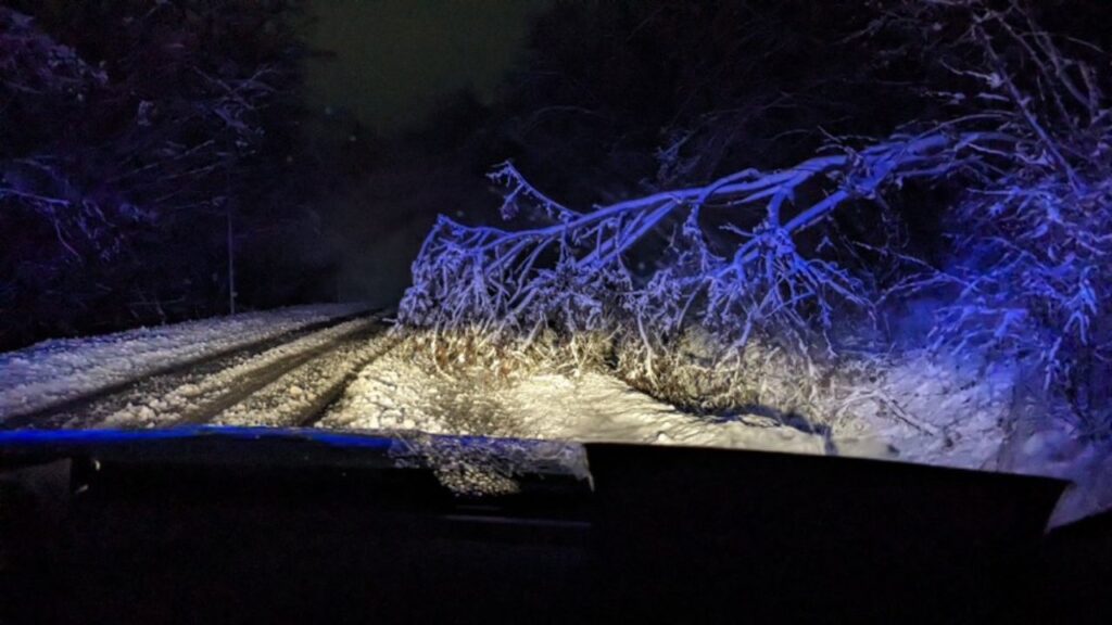Дерева