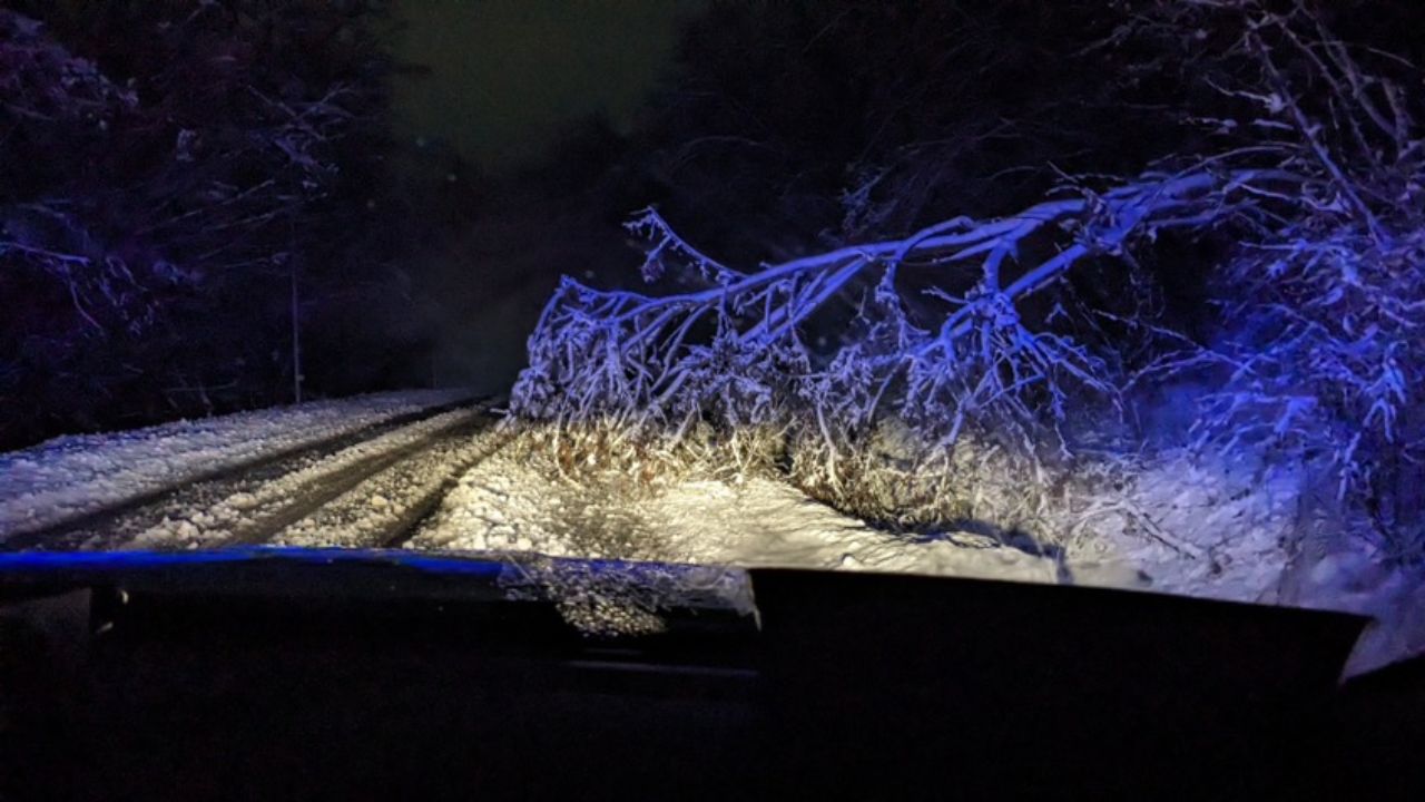 Дерева