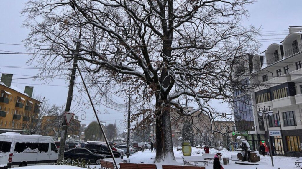 Свалявський дуб узимку