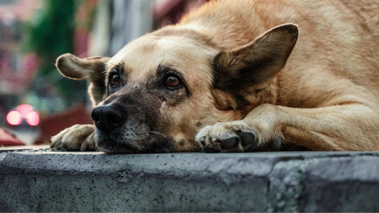 Собаки безпритульні у Сваляві