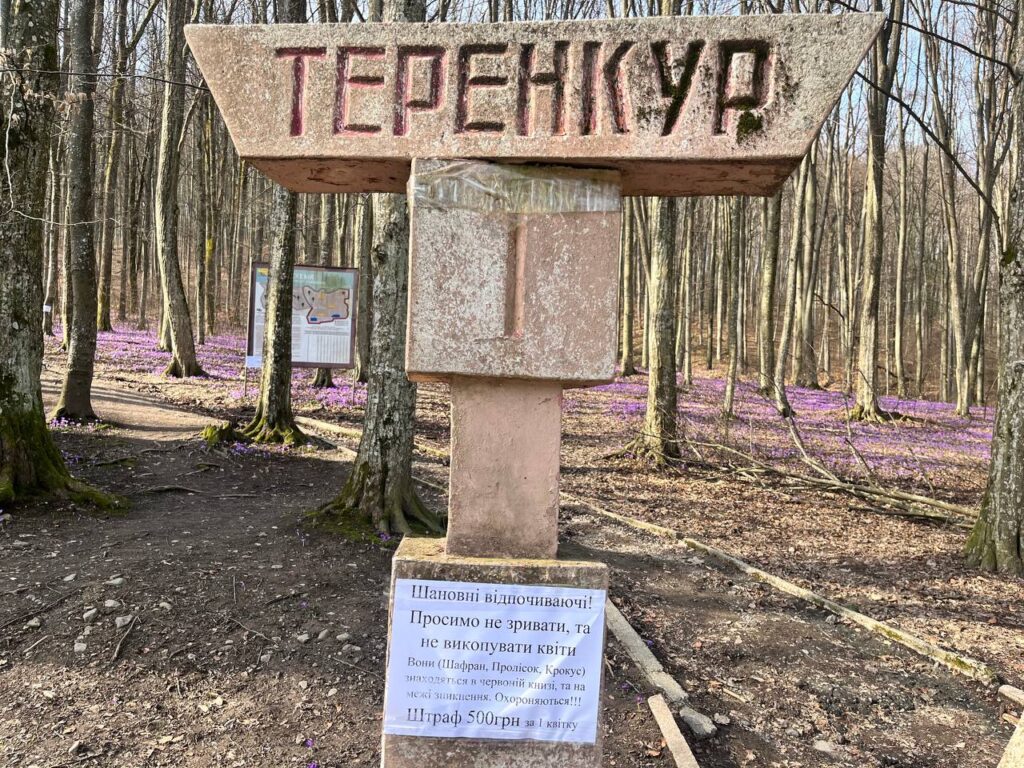 Первоцвіт