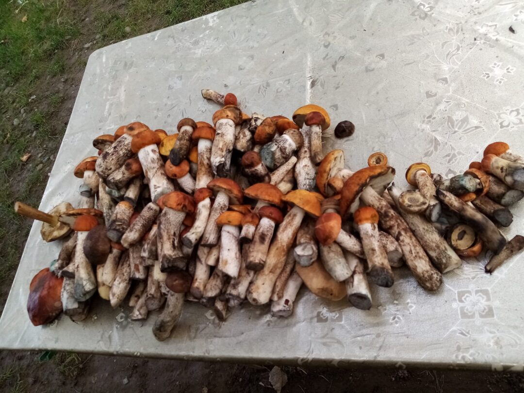 Підосиновики гриби