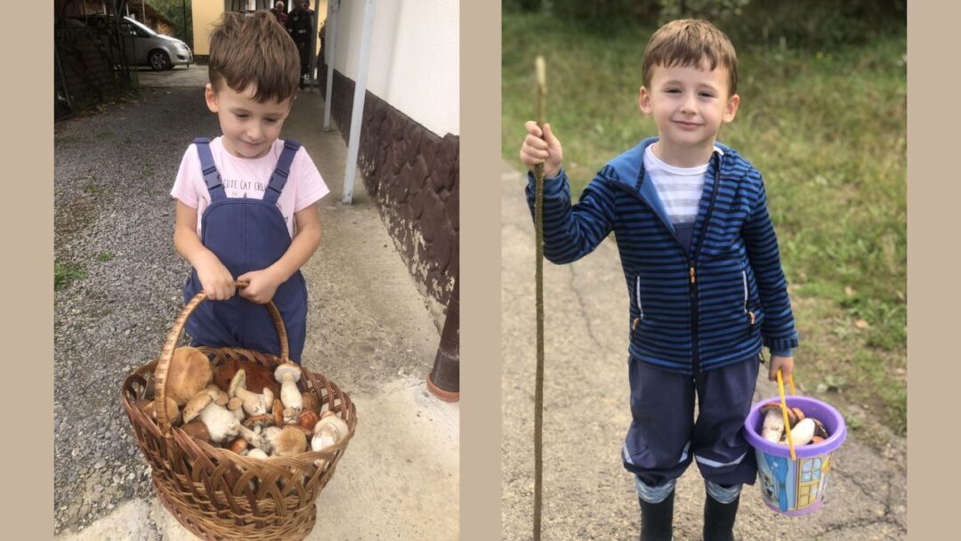 Білі гриби і підосиновики