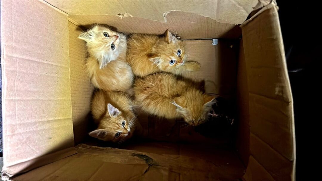Кошенята у Поляні