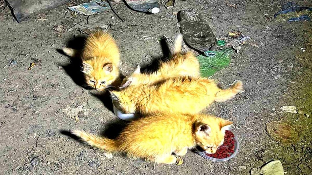 Кошенята