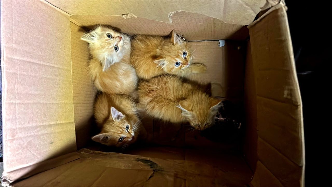Кошенята у Поляні