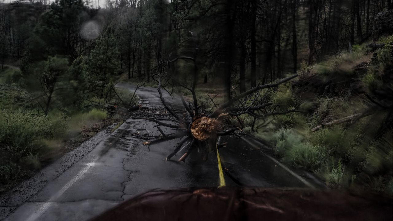 Дерево упало на дорогу