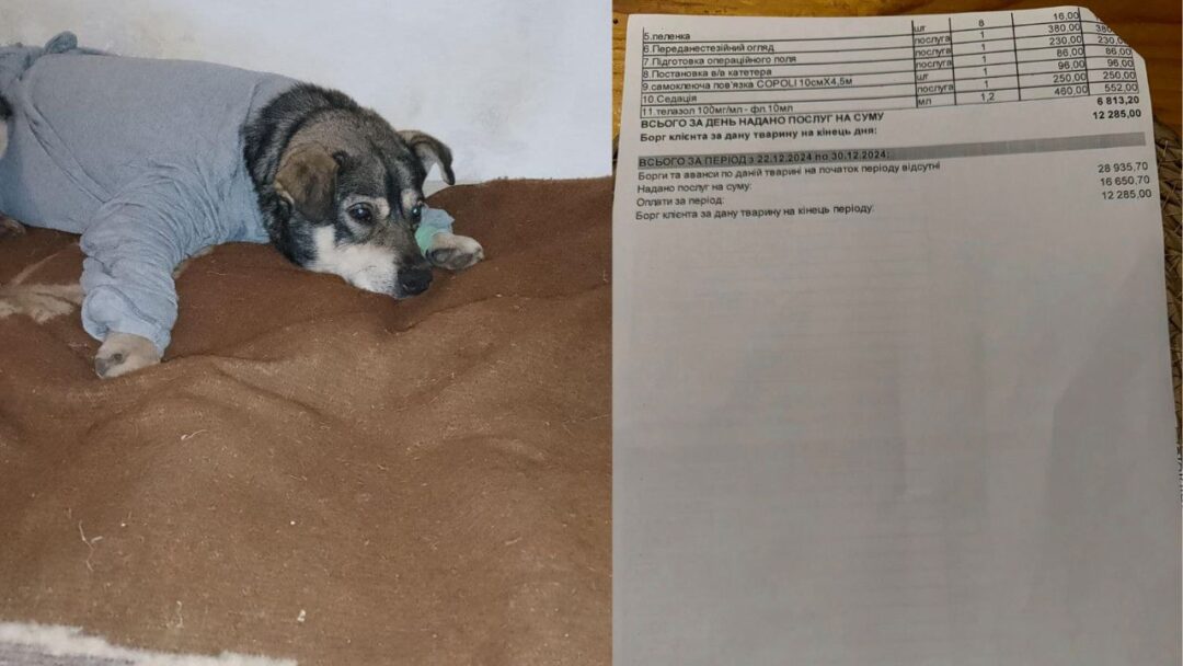 Собака Бублик, в якого стріляли