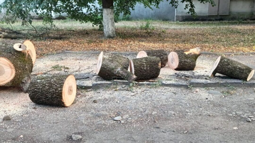 Зрізані дерева у Сваляві