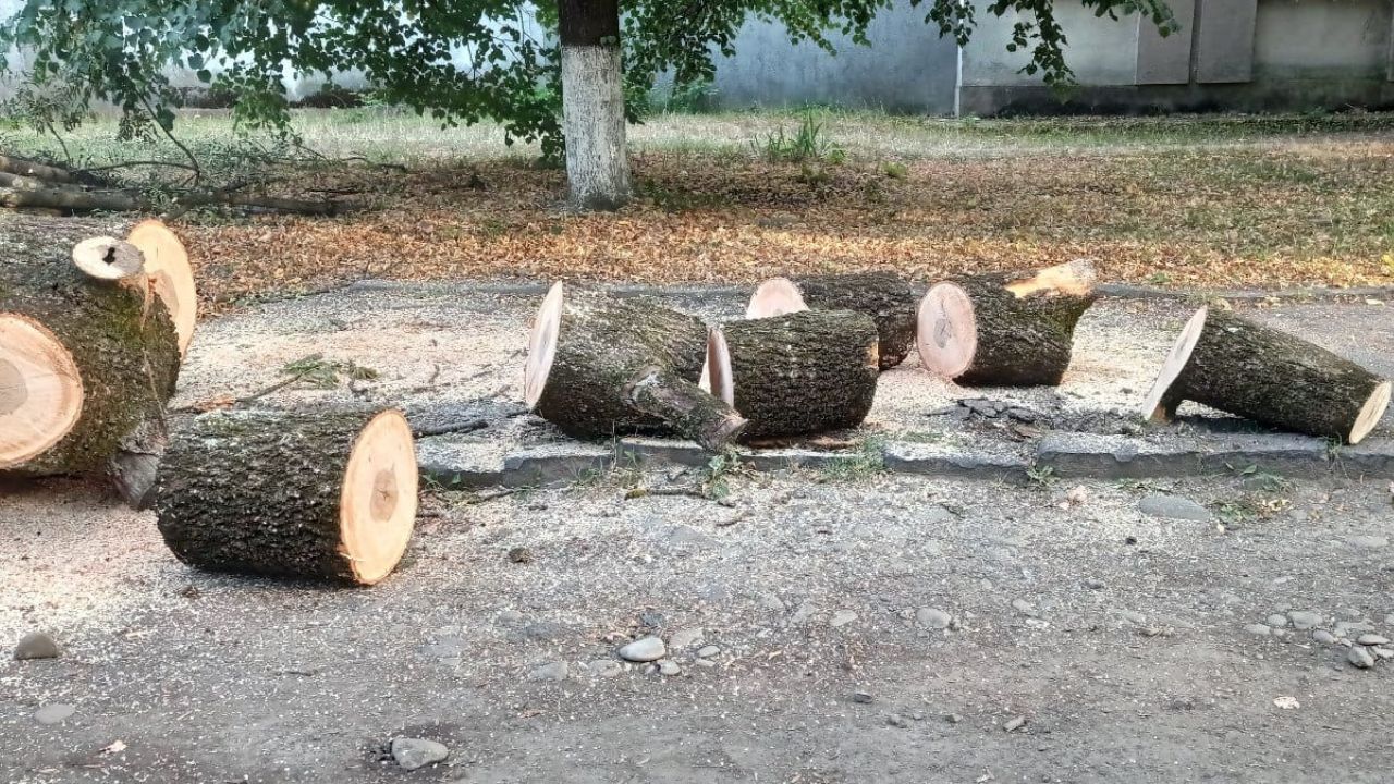 Зрізані дерева у Сваляві
