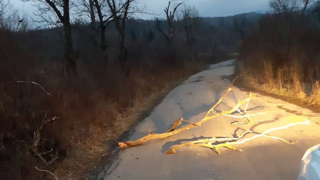 Дерево впало на дорогу Стройне