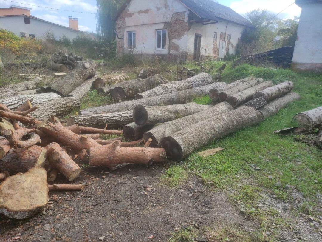Горіх та ясен фото