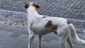 Безпритульний собака у Сваляві