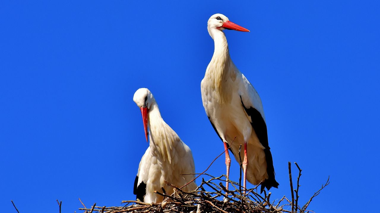 лелеки